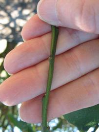            First year twig (Winter Haven, FL)   