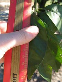              Unifoliolate leaf (Winter Haven, FL)       
