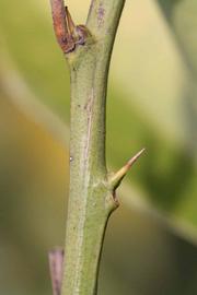            First year twig (Vainiglia, Riverside, CA)   