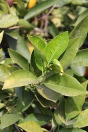            Sun leaves (Vainiglia, Riverside, CA)   