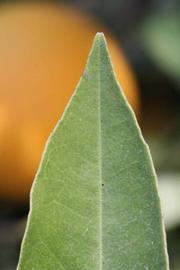            Margin (Vainiglia, Riverside, CA)   