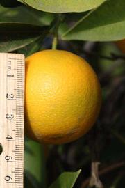            Fruit (Vainiglia, Riverside, CA)   