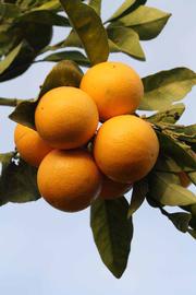            Fruit (Vainiglia, Riverside, CA)   