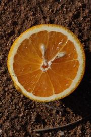            Fruit cross-section (Riverside, CA)   
