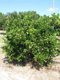            Habit (Winter Haven, FL)   
