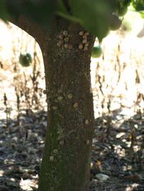            Bark (Winter Haven, FL)      