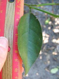              Unifoliolate leaf (Winter Haven, FL)       