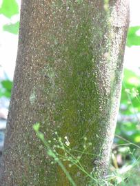              Bark (Winter Haven, FL)       