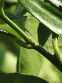            First year twig (Winter Haven, FL)   
