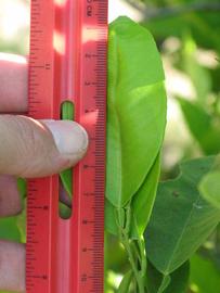              Unifoliolate leaf (Winter Haven, FL)       