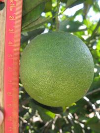            Immature fruit (Winter Haven, FL)   