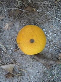            Fruit (Winter Haven, FL)   