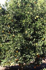              Habit (Riverside, CA)       