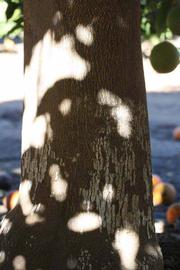              Bark (Riverside, CA)       