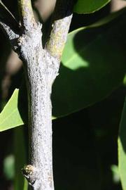             Second - third year twig (Riverside, CA)       