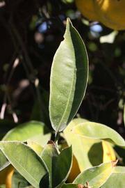              Unifoliolate leaf (Riverside, CA)       