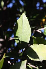              Unifoliolate leaf (Riverside, CA)       