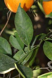              Unifoliolate leaf (Riverside, CA)       
