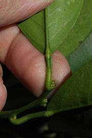              Petiole (Riverside, CA)       