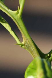            First year twig (Valencia Late, Riverside, CA)   