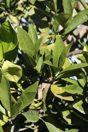            Sun leaves (Valencia Late, Riverside, CA)   