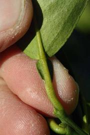            Petiole (Valencia Late, Riverside, CA)   