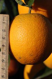            Fruit (Valencia Late, Riverside, CA)   