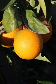            Fruit (Valencia Late, Riverside, CA)   