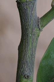              Second - third year twig (Riverside, CA)       