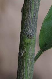              Second - third year twig (Riverside, CA)       