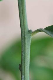              First year twig (Riverside, CA)       