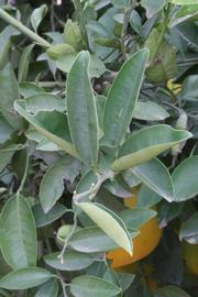            Sun leaves (Riverside, CA)   