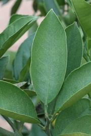              Unifoliolate leaf (Riverside, CA)       