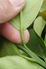              Petiole (Riverside, CA)       