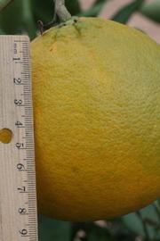            Fruit (Riverside, CA)   