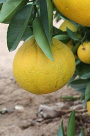            Fruit (Riverside, CA)   