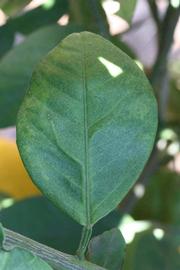              Shade leaves (Riverside, CA)       