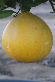            Fruit (Riverside, CA)   