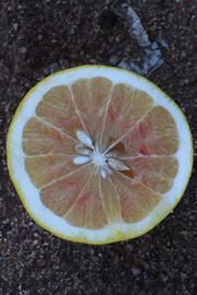            Fruit cross-section (Riverside, CA)   