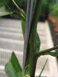              First year twig (Phillip Rucks Citrus Nursery, Frostproof,   FL)       