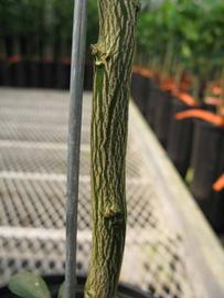              Second - third year twig (Phillip Rucks Citrus Nursery, Frostproof,   FL)       