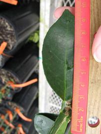             Unifoliolate leaf (Phillip Rucks Citrus Nursery, Frostproof,   FL)       