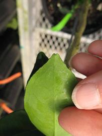              Margin (Phillip Rucks Citrus Nursery, Frostproof, FL)       