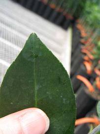              Margin (Phillip Rucks Citrus Nursery, Frostproof, FL)       