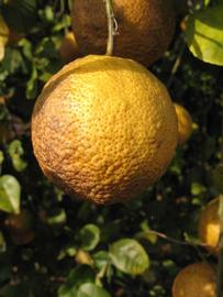            Fruit (Vangasay, Winter Haven, FL)   