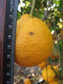            Fruit (Vangasay, Winter Haven, FL)   