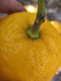            Fruit (Vangasay, Winter Haven, FL)   