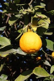            Fruit (Vangasay 807, Riverside, CA)   