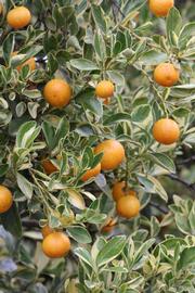            Sun leaves (Riverside, CA)   