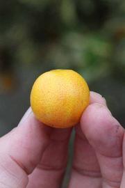            Fruit (Riverside, CA)   